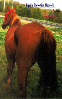 Clark at the Parsonville, PA Horse Auction on October 5, 2002. Donations are needed to cover his medical expenses and care during the 5.5 months he was held as evidence in a criminal investigation. 