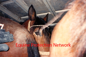 New York State Police inspect horseson the bottom deck of a possum belly double deck trailer.