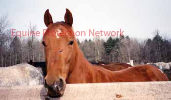 Note the injuries on this horse;s face from being loaded into a double deck possum belly trailer.