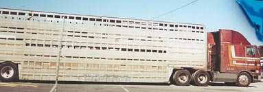 This is a double deck trailer used to transport horses to slaughter. The truck is a brown International cabover with a sleeper. This IS a double decker cattle and hog trailer, also known as a 'possum belly or 'pot'.