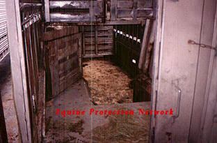 Horses are forced to jump down into the bootom of the trailer.