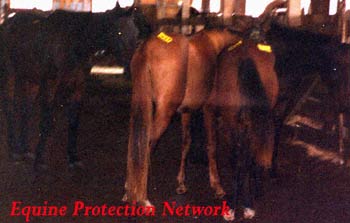 Horses in drop off pen destined for slaughter.