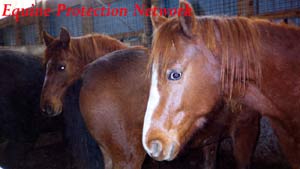 Horses in drop off pen destined for slaughter.