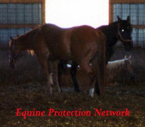 Exhausted horses destined for slaughter in a drop off pen.