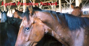 Horses in a killer buyer's drop off pen exhibit bite marks. Horses were destined for Canadian slaughterhouse.