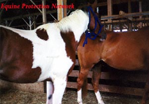 Horses in drop off pen destined for slaughter.