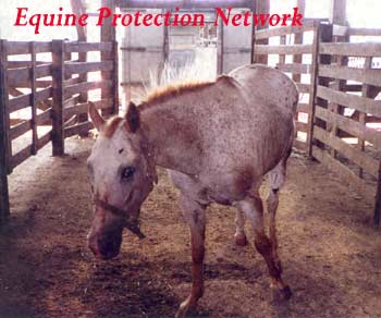 Blind appaloosa mare dropped off at an auction for the killers.