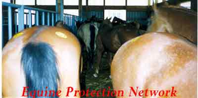 Horses destined for slaughter in a drop off pen at a horse auction await their fate while the killer buyer purchase more horses to fill his load for the slaughterouse.