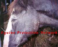 Injured left eye. Failure to provide necessary vet care.