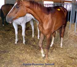 Lovely Thoroughbred with an injured knee holds the injured leg off the ground.