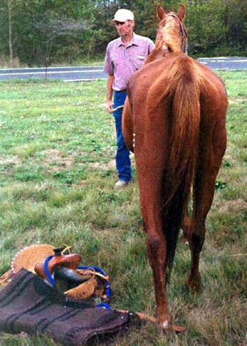 Triple 8's upon seizure by the PA State Police at the Parsonville Horse Auction in October 2002 from Bob Keilman. Donations are needed to cover his medical expenses and care during the 4 months he was held as evidence in a criminal investigation.