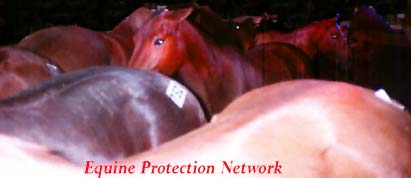 Horses and mules packed into the killer pens at a weekly horse auction.