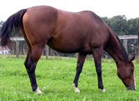 Annatasia grazes in a lush pasture five months after her acceptance into the EPN Sanctuary Program. 