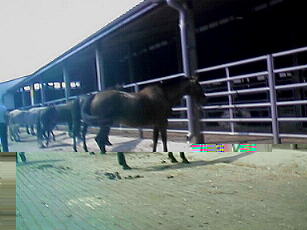 Horses in sun, temperature was 90 degrees with high humidity.