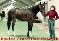 Standardbred yearling at the Tattersalls sale in Lexington, KY.