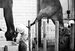 Slaughtered horses hang upside down after their throats have been cut.