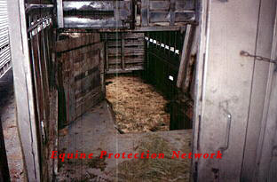 Horses are forced to jump down into the bootom of the trailer.