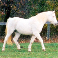 American horses belong in our pastures and stables, not on foreign dinner tables!